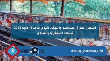 أسعار الفراخ الساسو والبيض اليوم الأحد 11 مايو 2025 تشهد استقرارًا بالسوق